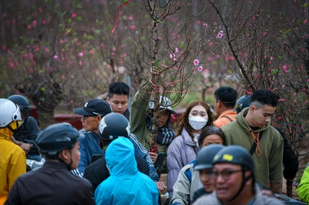 [Ảnh] Làng đào Nhật Tân nhộn nhịp trước Tết
