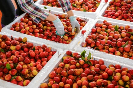 [Ảnh] Vải thiều Lục Ngạn, sản phẩm OCOP nổi tiếng của Bắc Giang