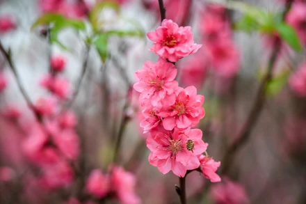 Thắm tình hữu nghị Việt Nam - Canada trong chương trình "Xuân Quê hương"