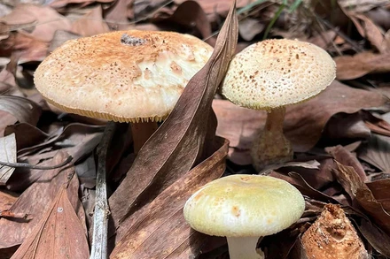 Loại nấm ông Hoàng mua không rõ loại, tương tự “nấm hột gà”, sau đó chế biến cho gia đình cùng ăn.