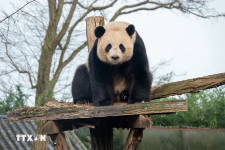 Gấu trúc Tian Bao năm 2024. (Ảnh: TTXVN phát)