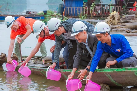 Thả cá giống xuống hồ chứa nước Thủy điện Đak Mi 4