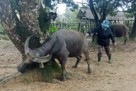 Tiêm phòng bệnh trên đàn trâu ở huyện miền núi Đakrông.