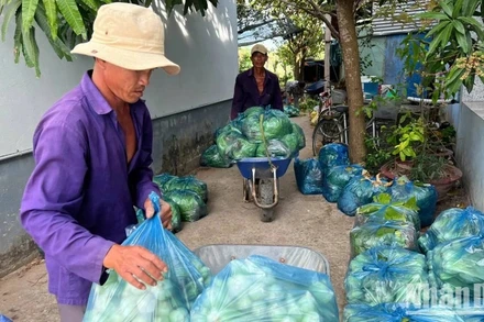 Nông dân xã Tân Thủy (huyện Ba Tri, tỉnh Bến Tre) chuyển rau ra điểm tập kết để Hội Nông dân kết nối các đơn vị tiêu thụ giúp. (Ảnh: HOÀNG TRUNG)