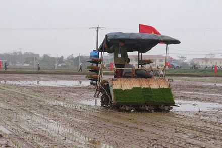 Vận hành máy cấy tại Hà Nam. Ảnh: ĐÀO PHƯƠNG