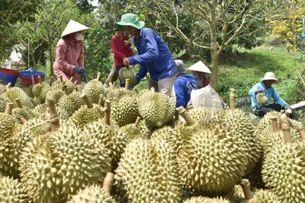 Nhờ chuyển đổi sang trồng sầu riêng, nhiều nông dân ở Tiền Giang đã vươn lên làm giàu.