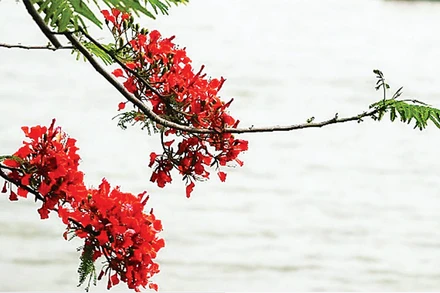 Mùa hoa phượng nở rộn rã gọi hè về. (Ảnh MINH HÀ)