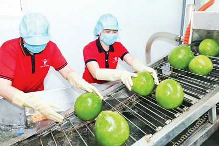 Trái cây tiếp tục đạt kim ngạch xuất khẩu cao trong quý I/2023. (Ảnh MINH HÀ)