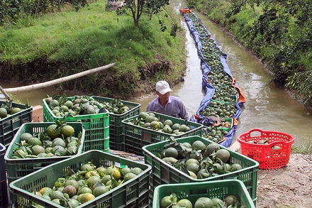 Nông dân huyện Trà Ôn thu hoạch cam sành.