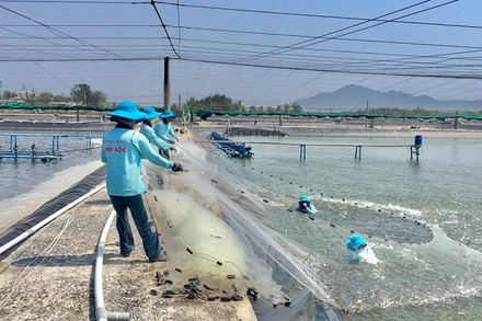 Thu hoạch tôm nuôi công nghệ cao tại Công ty TNHH thủy sản Đắc Lộc (Phú Yên).