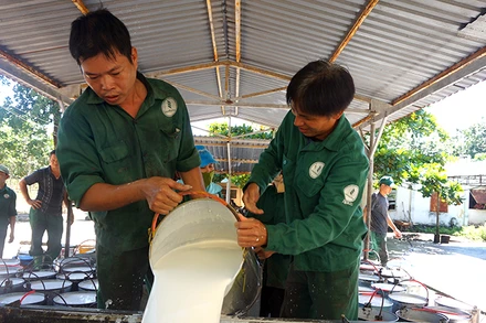 Công nhân Công ty cổ phần Cao-su Tân Biên (huyện Tân Châu, tỉnh Tây Ninh) thu hoạch mủ cao-su.