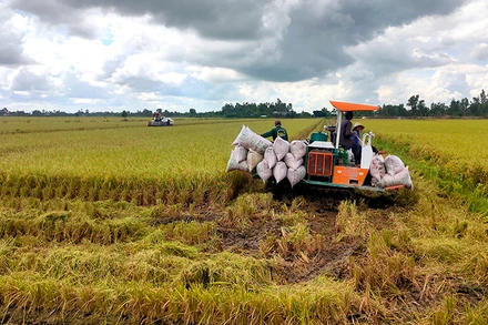 Thu hoạch lúa tại xã Trường Xuân, huyện Tháp Mười, tỉnh Đồng Tháp. (Ảnh HỮU NGHĨA)