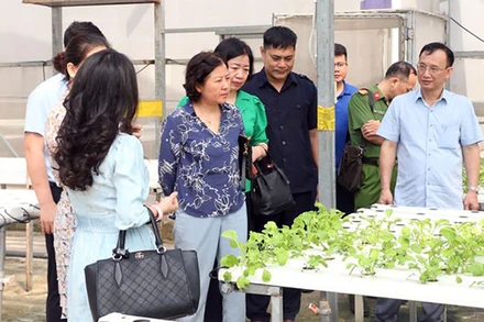 Kiểm tra mô hình trồng rau tại Công ty cổ phần Đầu tư An Hòa (xã Đa Tốn, huyện Gia Lâm, Hà Nội).
