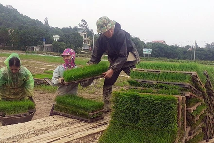 Chuẩn bị mạ cho máy cấy của Hợp tác xã dịch vụ nông nghiệp thị trấn Tân Thanh, huyện Thanh Liêm (Hà Nam). (Ảnh nhandan.vn)