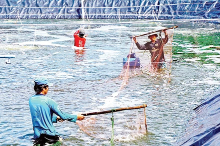 Gỡ khó cho người nuôi tôm 