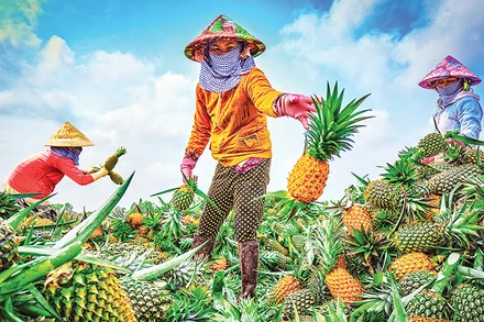 Thu hoạch khóm Cầu Đúc. (Ảnh Lý Anh Lam)