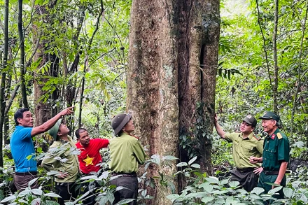 Một cây dổi hơn 100 tuổi tại khu rừng xã Việt Hồng, huyện Trấn Yên.
