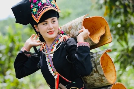 Thu hoạch quế tại huyện Văn Yên (Yên Bái).