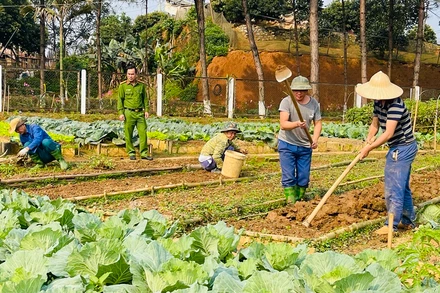 Sản xuất rau xanh tại cơ sở.