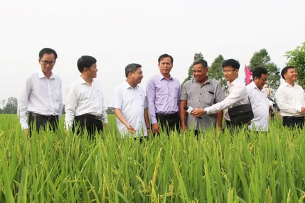 Lãnh đạo tỉnh thăm đồng đầu năm ở xã Vị Thanh, huyện Vị Thủy.