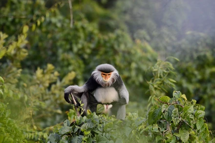 Con voọc chà vá được phát hiện trong đợt khảo sát. (Ảnh: Chi cục Kiểm lâm Phú Yên cung cấp) 