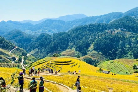 Điểm đến đồi mâm xôi thuộc danh thắng ruộng bậc thang Mù Cang Chải (Yên Bái) luôn hấp dẫn du khách mùa lúa chín. (Ảnh: Sơn Giang)
