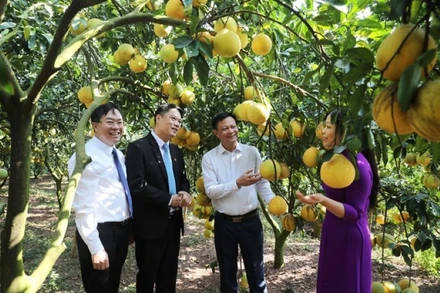 Các đại biểu tham quan vườn cam tại xã Thanh Hải, Lục Ngạn.