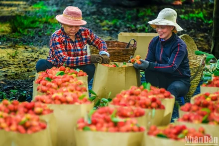 Chôm chôm là một trong những loại trái cây đặc trưng của tỉnh Đồng Nai và vùng đất Long Khánh. Hiện nay, tại các nhà vườn, nông dân đang hối hả thu hoạch.