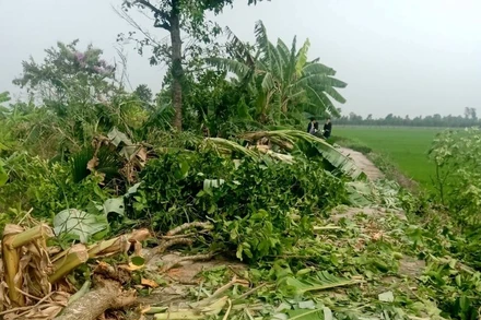 Mưa lớn kèm theo gió giật mạnh đã làm ngã đổ nhiều cây ăn trái trên địa bàn huyện Cai Lậy và thị xã Cai Lậy.