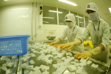 Sản xuất thủy sản tiếp tục tăng trưởng trong thời gian qua. 