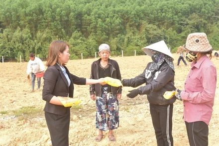 Bà con ở bản Rào Tre được hướng dẫn quy trình gieo trồng, chăm sóc giống cây mới.