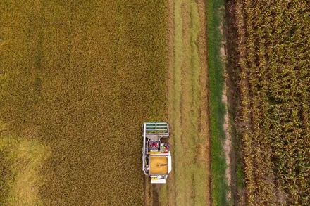 Nông dân thu hoạch lúa trên cánh đồng ở tỉnh Chai Nat, Thái Lan. (Ảnh: REUTERS) 