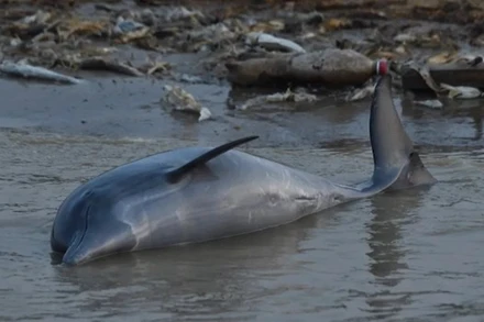 Xác một con cá heo trên sông Amazon. (Nguồn: CNN)