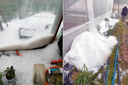 Mưa đá "dội" xuống khu vực nhà kính canh tác nông nghiệp ở xã Đạ Sar và Đạ Nhim.