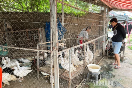 Năm 2022, các hộ nông dân Lào bị ảnh hưởng nặng nề bởi giá thức ăn chăn nuôi tăng mạnh. (Ảnh: TRỊNH DŨNG)