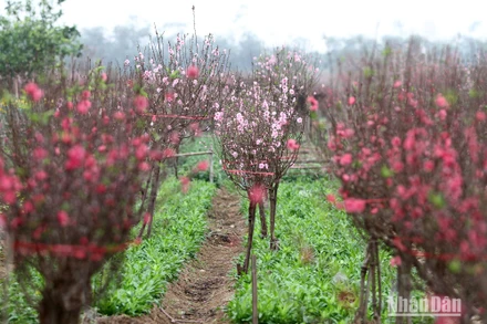 Vườn đào ngày Tết. (Ảnh: KHIẾU MINH)