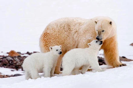 Cảnh trong phim "Queen without land" của điện ảnh Na Uy. (Ảnh: articlight.com)