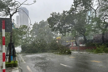 Cây đổ la liệt trên đường phố ở Hạ Long