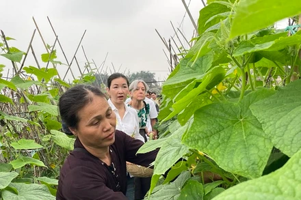 Du khách hào hứng trải nghiệm công việc nhà nông tại Long Biên, Hà Nội.