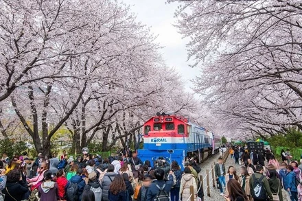 Tới Hàn Quốc 6 tháng đầu năm, du khách có cơ hội trải nghiệm nhiều lễ hội hoa xuân đặc sắc. (Ảnh: KTO)