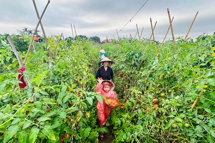 Trải nghiệm hái cà chua sạch tại khu nông trại-vườn rau sạch Long Biên. (Ảnh: Linh Tâm)