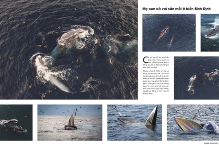 Tác phẩm “Mẹ con cá voi săn mồi ở biển Bình Định” đoạt Huy chương Vàng Festival Nhiếp ảnh trẻ năm 2023. (Ảnh: Cục Mỹ thuật, Nhiếp ảnh và Triển lãm)