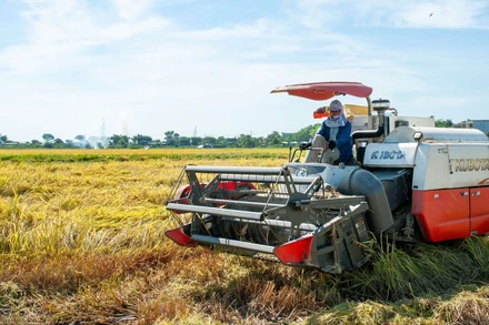 Nông dân thu hoạch lúa bằng máy gặt đập liên hợp.