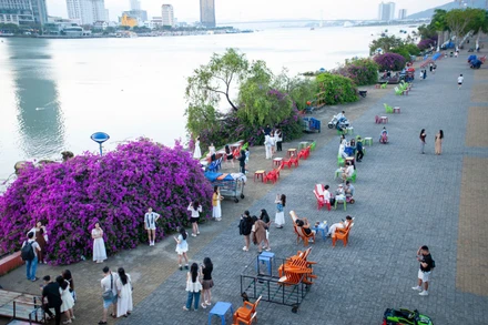 Những cây hoa giấy bên bờ đông sông Hàn.