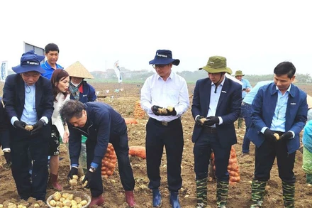 Ông Nguyễn Đỗ Anh Tuấn và ông Lê Quốc Thanh cùng lãnh đạo PesciCo Foods Việt Nam, Syngenta Việt Nam tham gia Ngày hội thu hoạch khoai tây cùng bà con nông dân tại Trung tâm học thuật PepsiCo (huyện Quế Võ, Bắc Ninh).