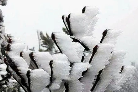 Trong đợt không khí lạnh này, vùng núi cao Bắc Bộ có khả năng xảy ra mưa tuyết và băng giá. (Ảnh minh họa)