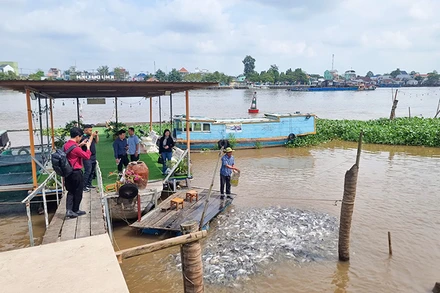 Khách tham quan nơi dẫn dụ cá tự nhiên tại Khu du lịch chợ nổi Trà Ôn, huyện Trà Ôn, tỉnh Vĩnh Long. 