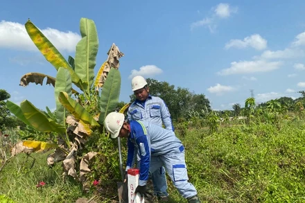 Công nhân tổ chức cắm mốc dự án cao tốc Thành phố Hồ Chí Minh-Mộc Bài tại xã Nhuận Đức, huyện Củ Chi - Thành phố Hồ Chí Minh. (Ảnh: QUÝ HIỀN)