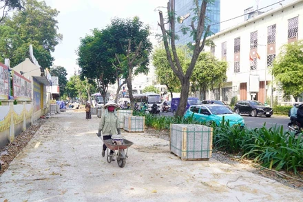 Nhiều cây lim xẹt trên vỉa hè đường Nguyễn Thị Minh Khai, Quận 1 bị cắt gọt tán. (Ảnh: THẾ ANH)