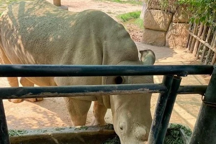 Một con tê giác tại Khu sinh thái Mường Thanh Diễn Lâm. (Nguồn: thanhnien.vn/TTXVN)